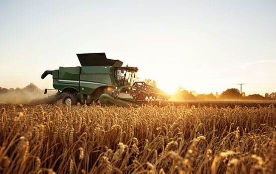 Harvester in a wheat field at sunrise